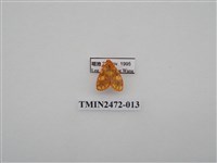 藏品(三色豔苔蛾)的圖片